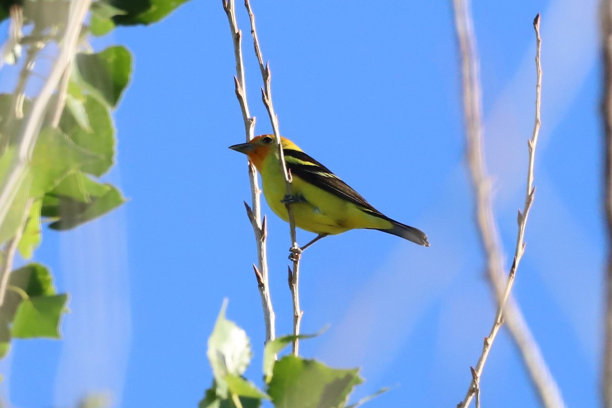 Western Tanager - ML331444331