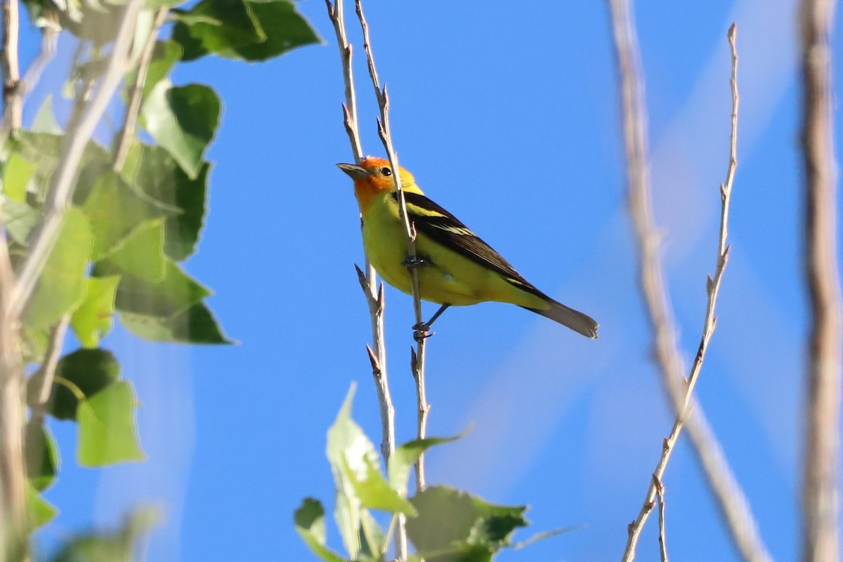 Western Tanager - ML331444341