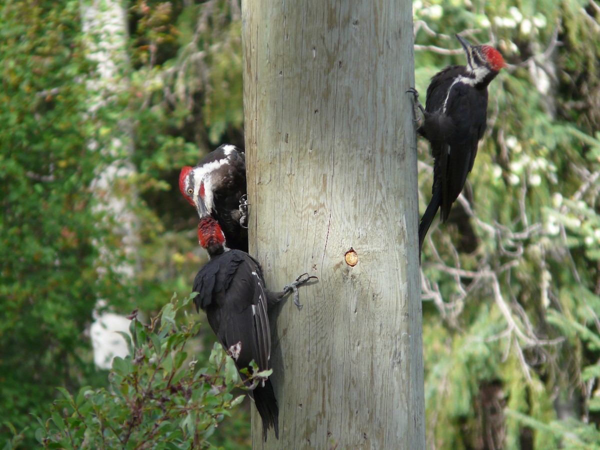 Pileated Woodpecker - Douglas Leighton