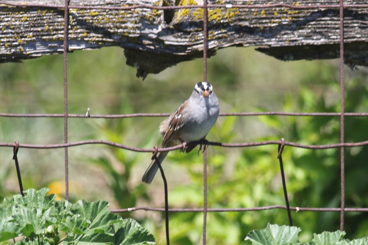 White-crowned Sparrow (Gambel's) - ML331449331