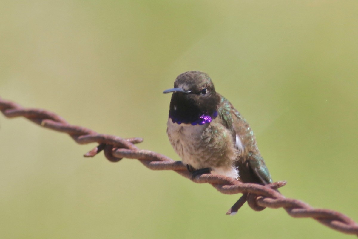 Black-chinned Hummingbird - ML331449461