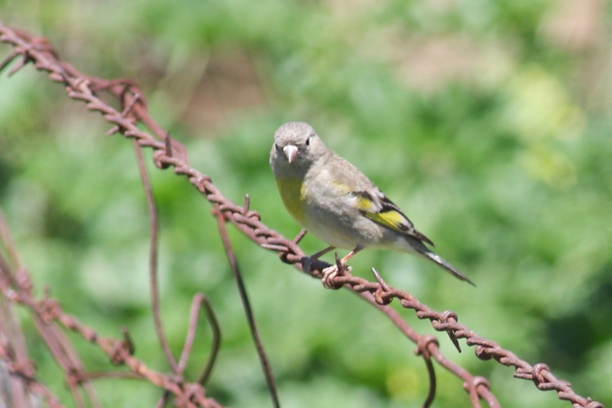 Lawrence's Goldfinch - ML331449671