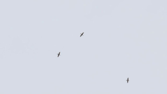 Double-crested Cormorant - ML331452871
