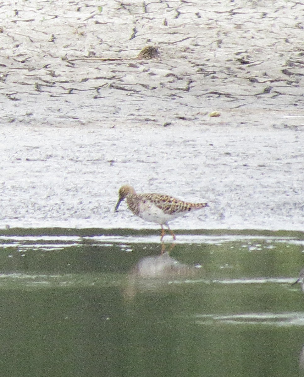 eBird Checklist 28 Apr 2021 Wood Dale Reservoir 8 species (+1