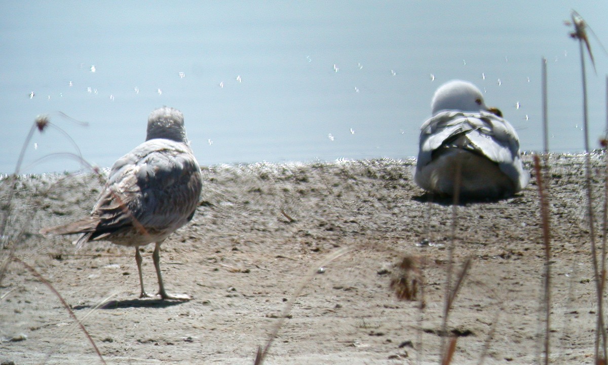 eBird Checklist 4 Apr 2002 Brunner Reservoir & Broomfield Community Park 27 species