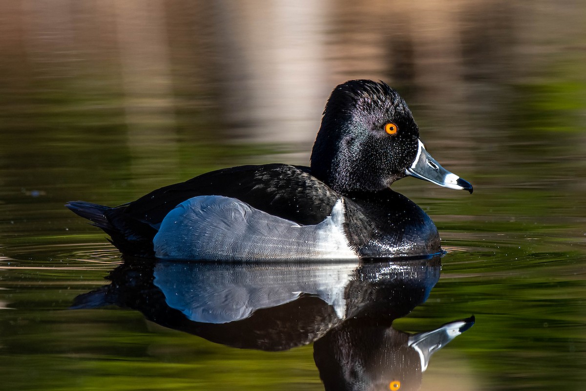 Ring-necked Duck - Guy Tremblay