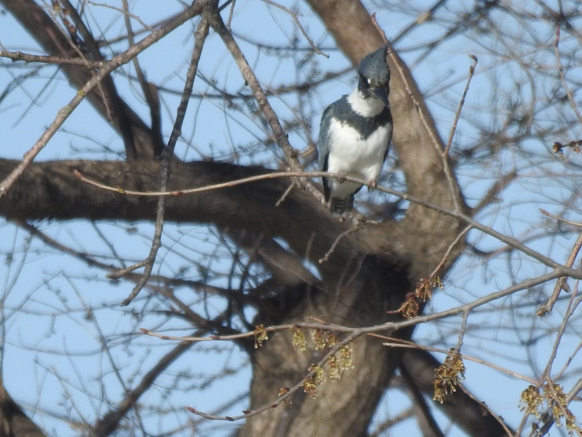 Belted Kingfisher - ML331470281