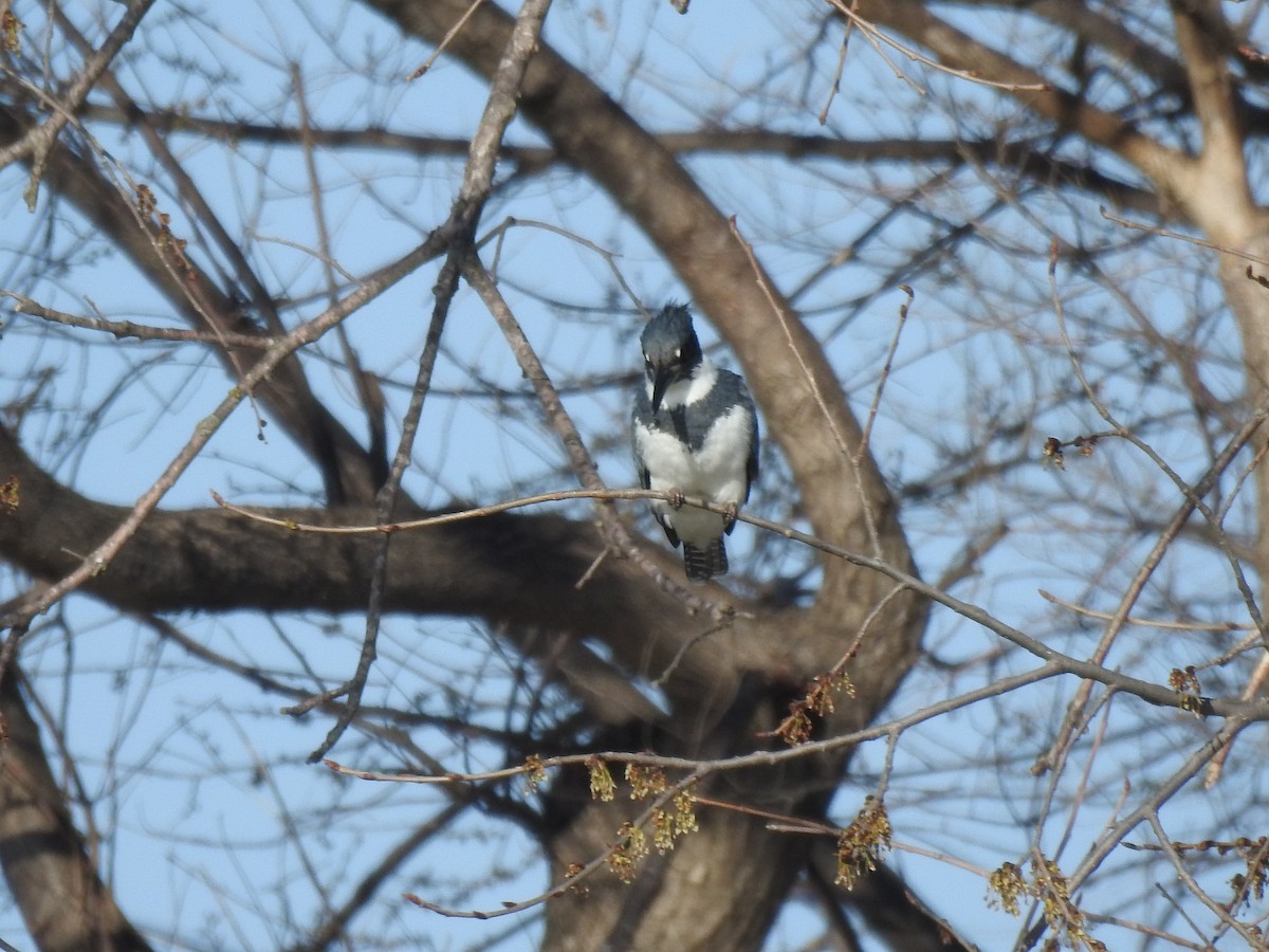 Belted Kingfisher - ML331470291