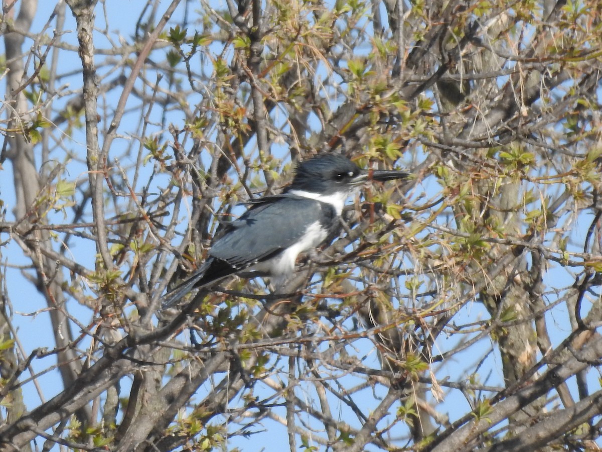 Belted Kingfisher - ML331470331