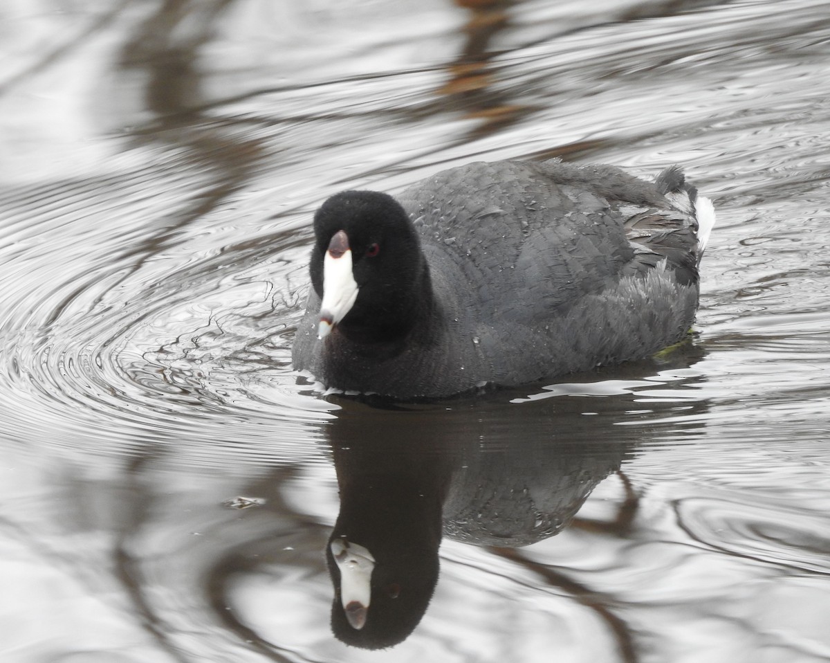 American Coot - Shane Sater