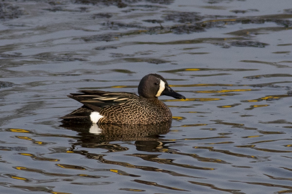 Blue-winged Teal - ML331475311