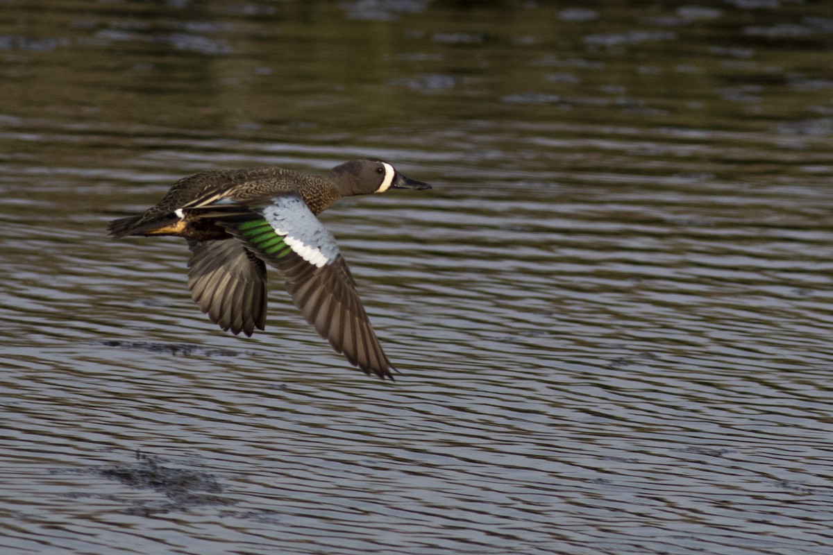 Blue-winged Teal - ML331475331