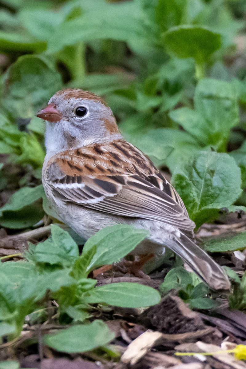 Field Sparrow - Kelly White