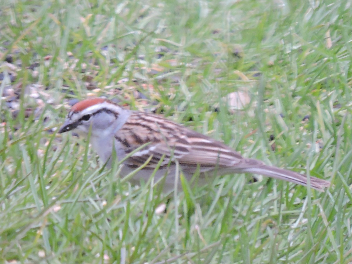 Chipping Sparrow - ML331477591