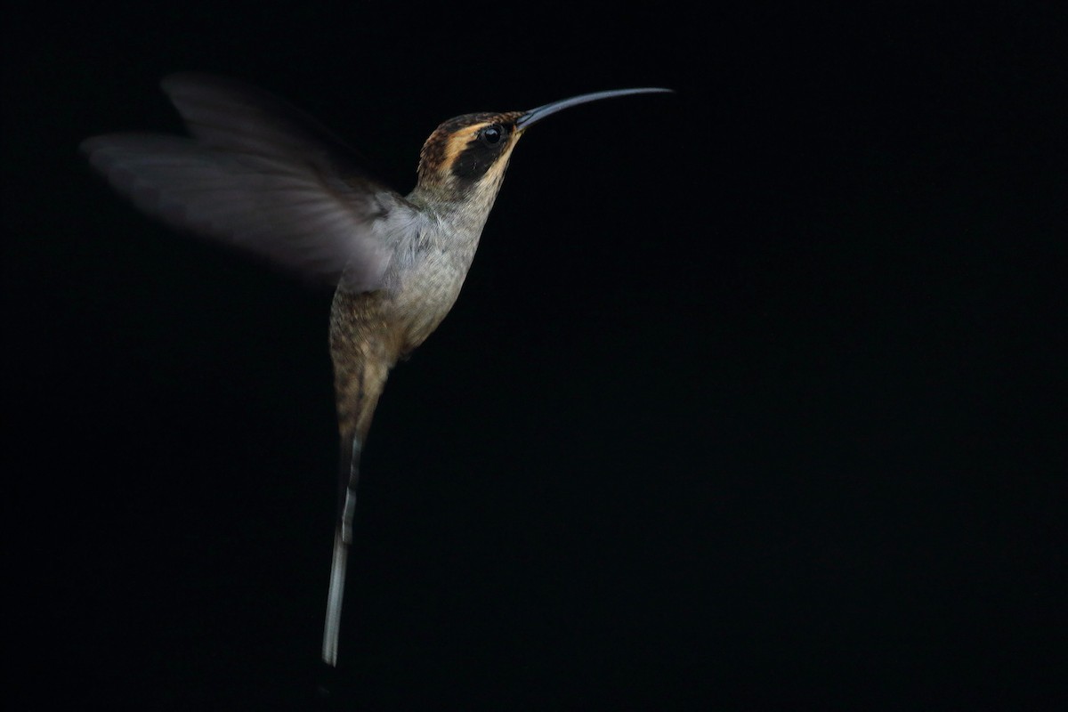 Scale-throated Hermit - ML331481551