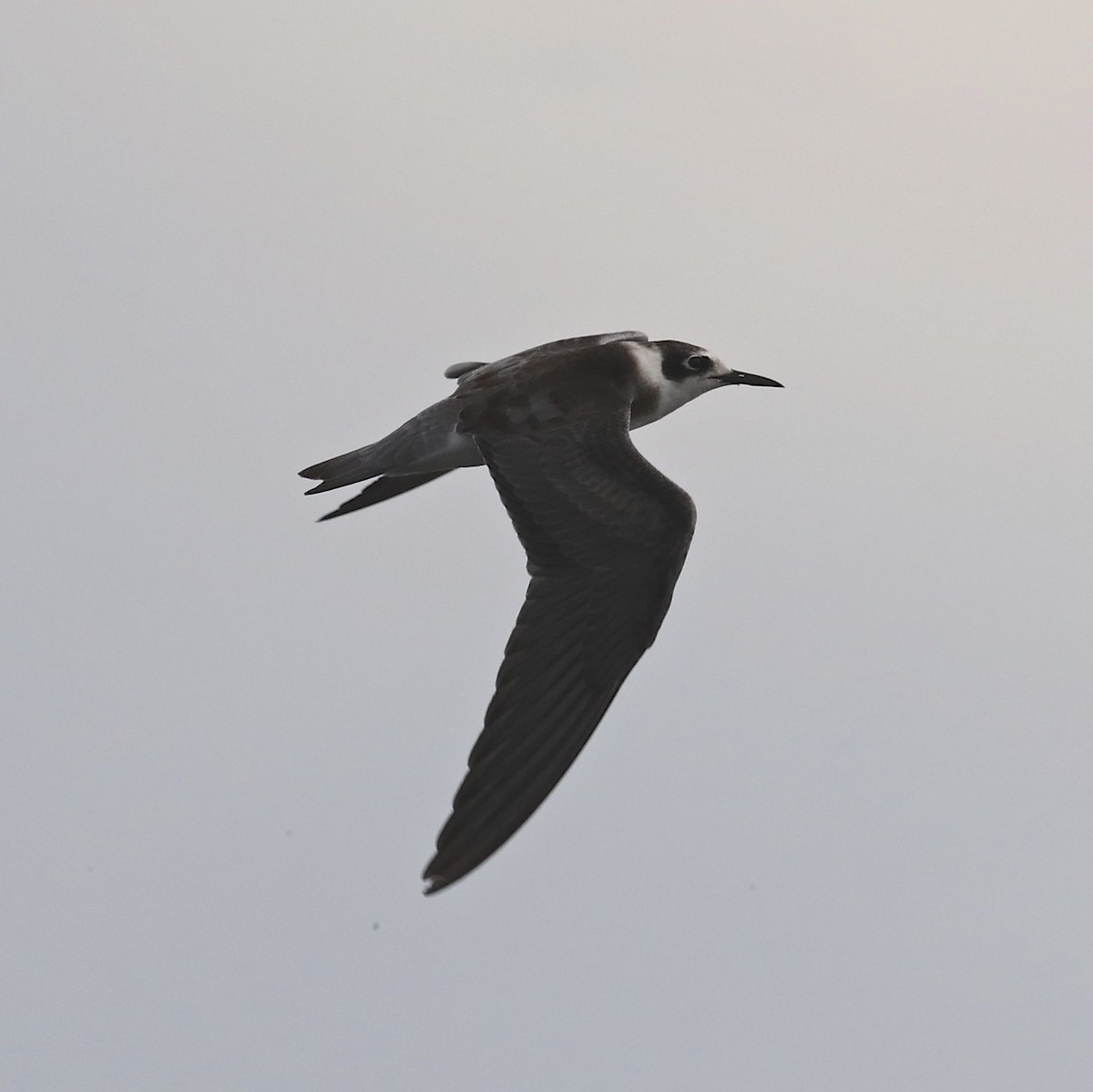 Black Tern - Charles Lyon