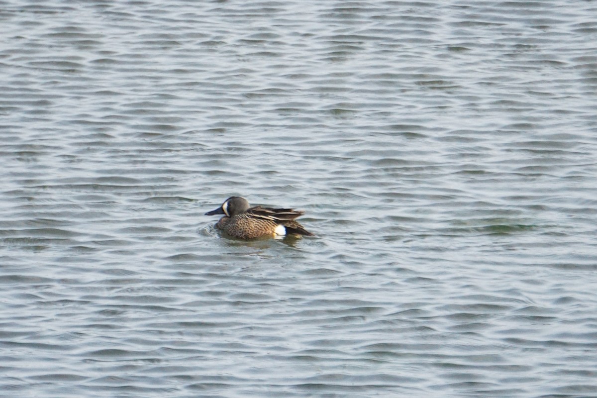 Blue-winged Teal - ML331487761
