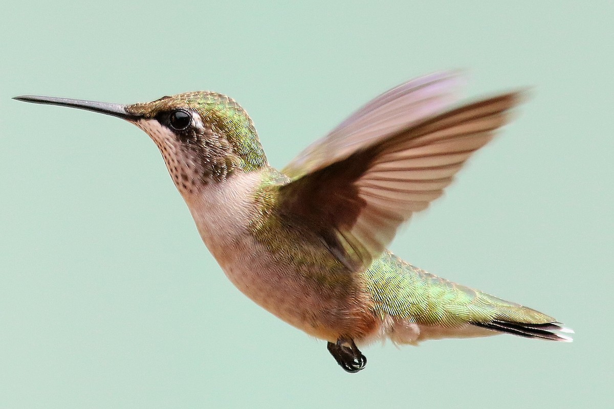 Ruby-throated Hummingbird - Ron and Linda (Tozer) Johnston