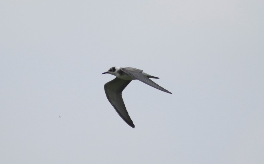 Black Tern - Abril Heredia