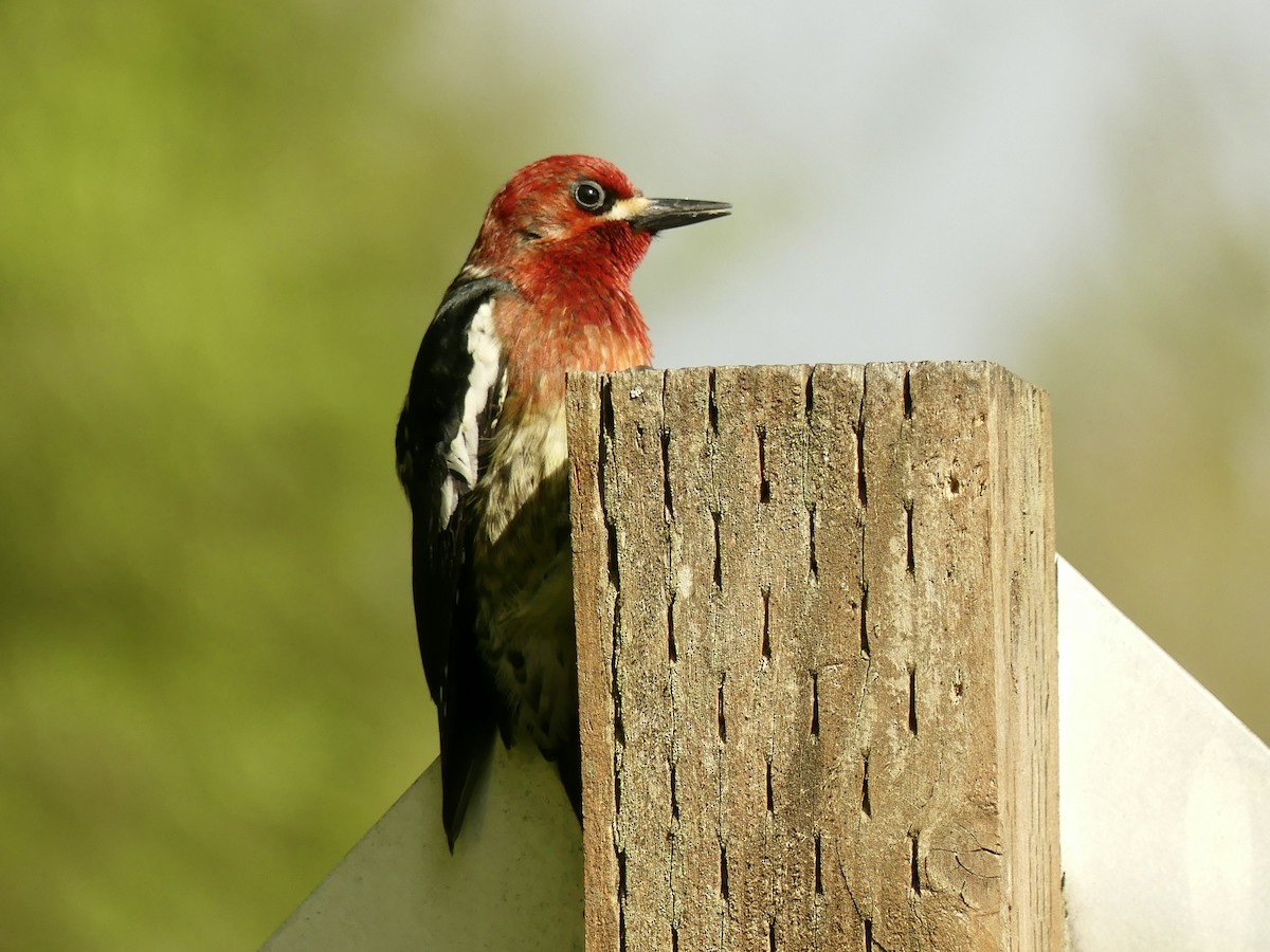 Red-breasted Sapsucker - ML331494891