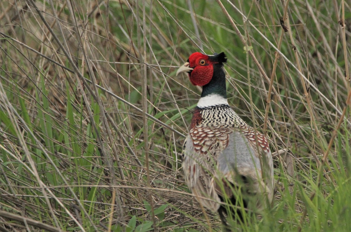 Ring-necked Pheasant - Oliver Gorski