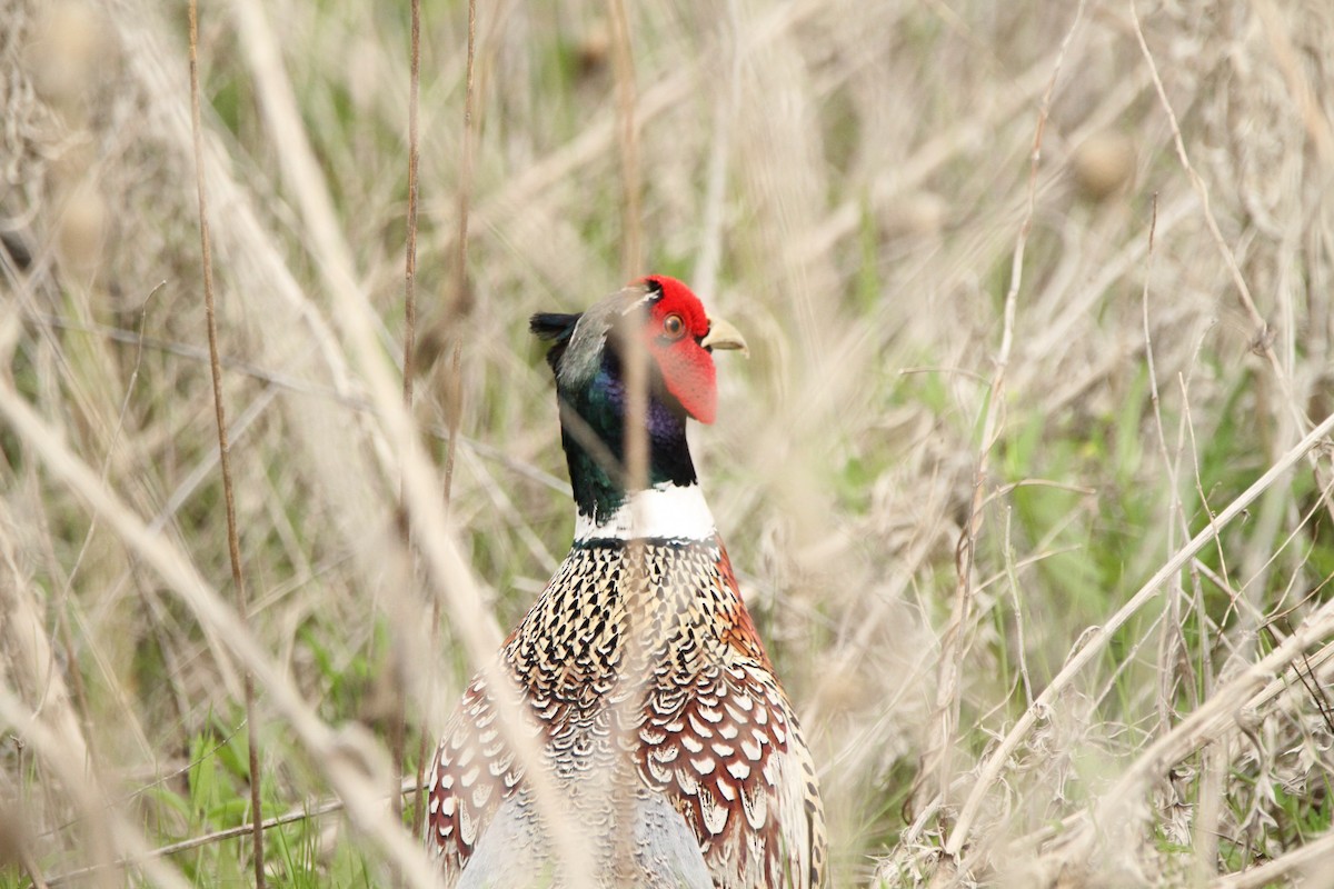 Ring-necked Pheasant - ML331497011