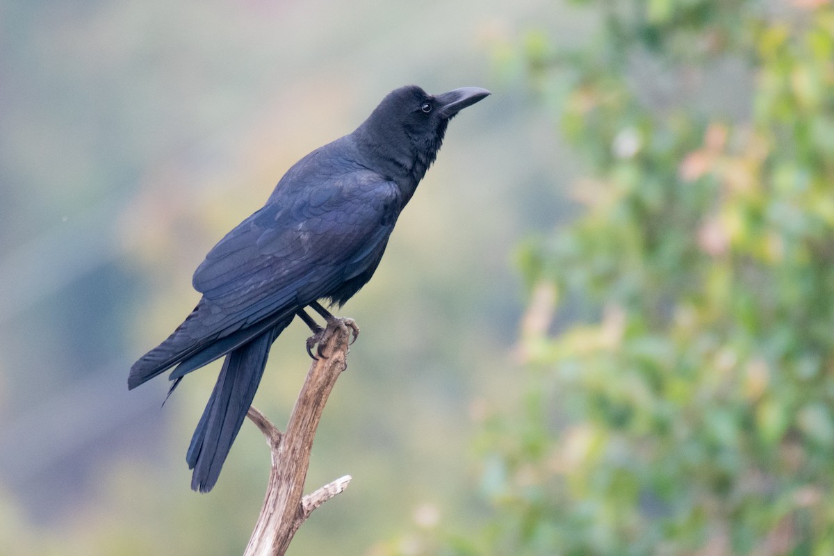Large-billed Crow - ML331501451
