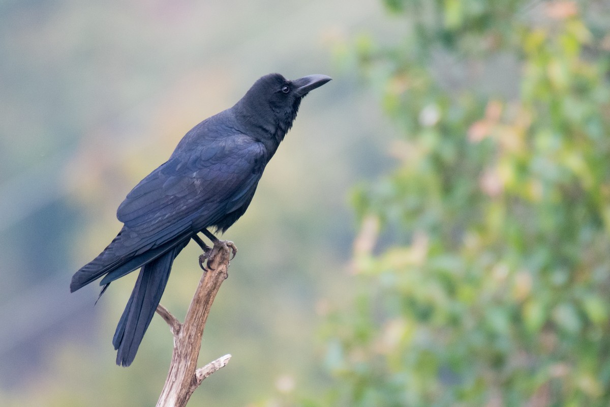 Large-billed Crow - ML331501471