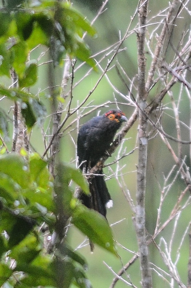 Red-crested Malkoha - ML33150741