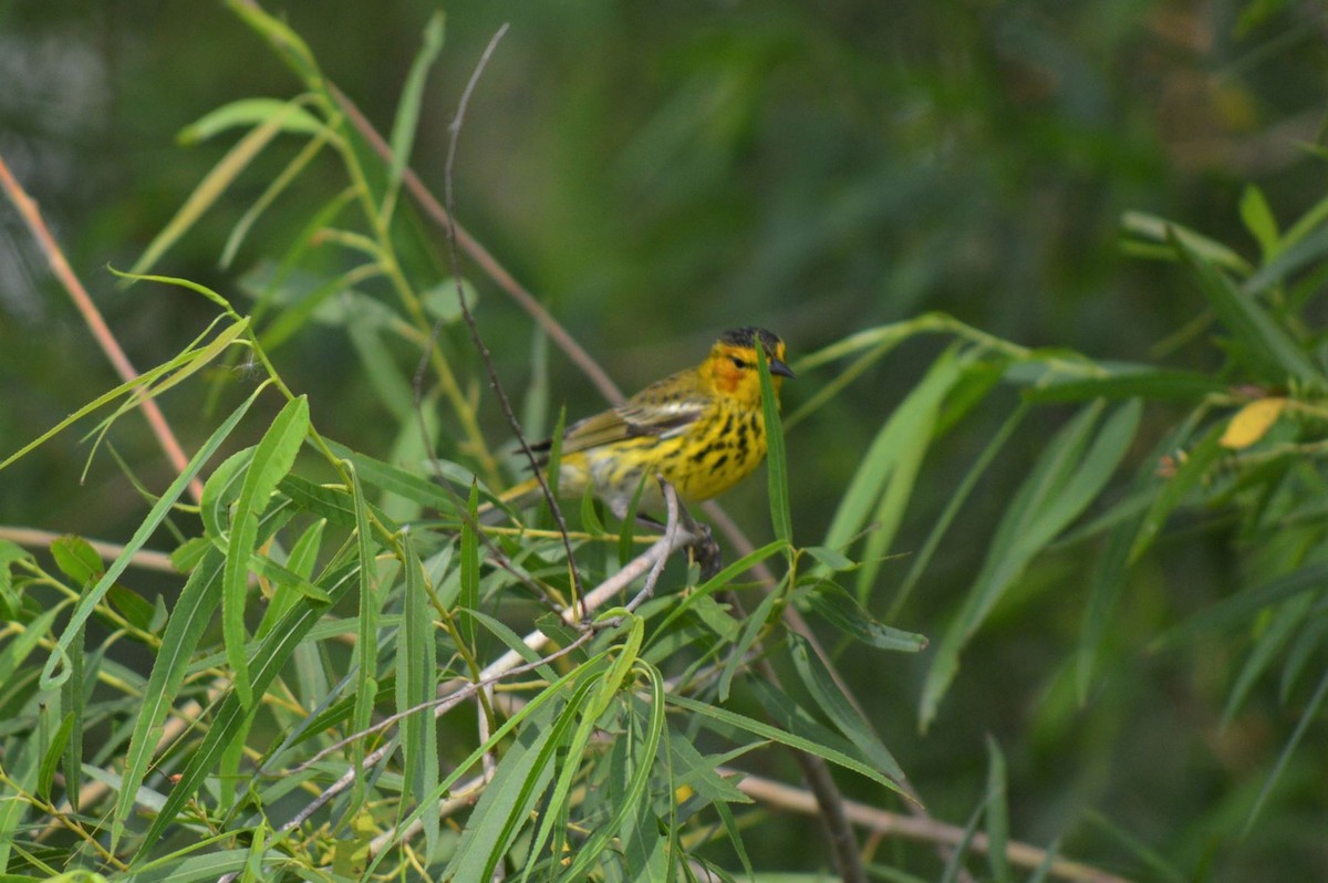 Cape May Warbler - ML331508301