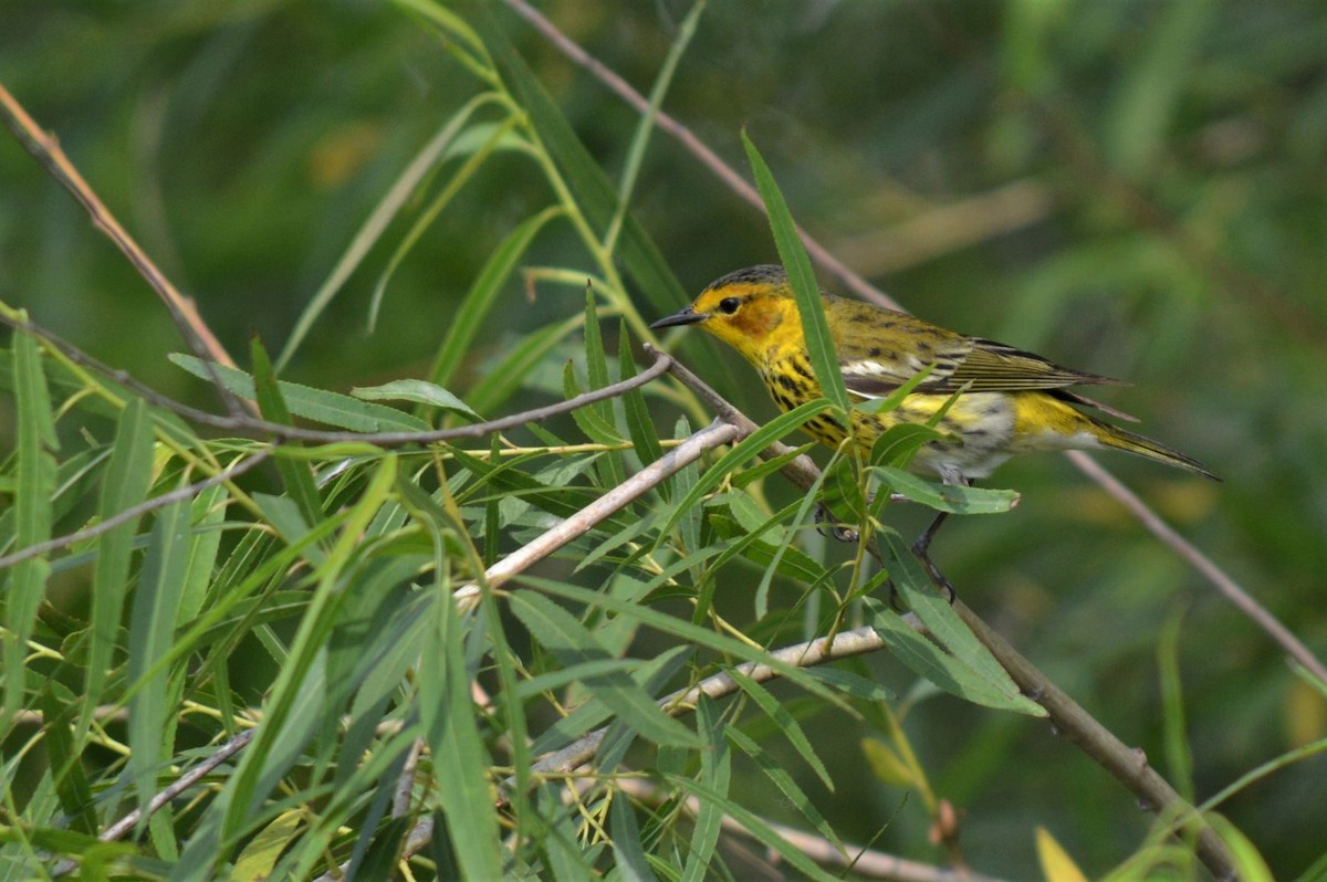 Cape May Warbler - ML331508311