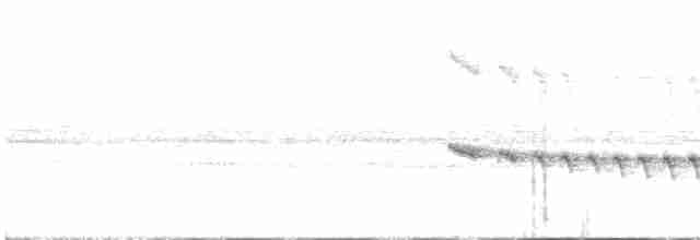 White-bellied Antbird - ML331513341