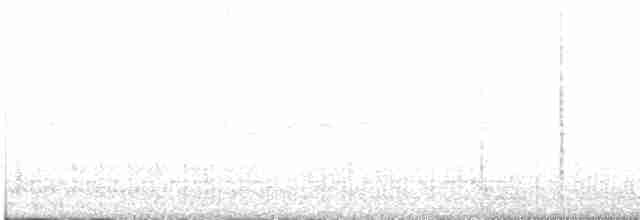 White-bellied Antbird - ML331513441