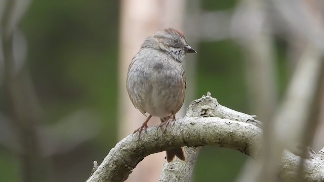 Swamp Sparrow - ML331516611