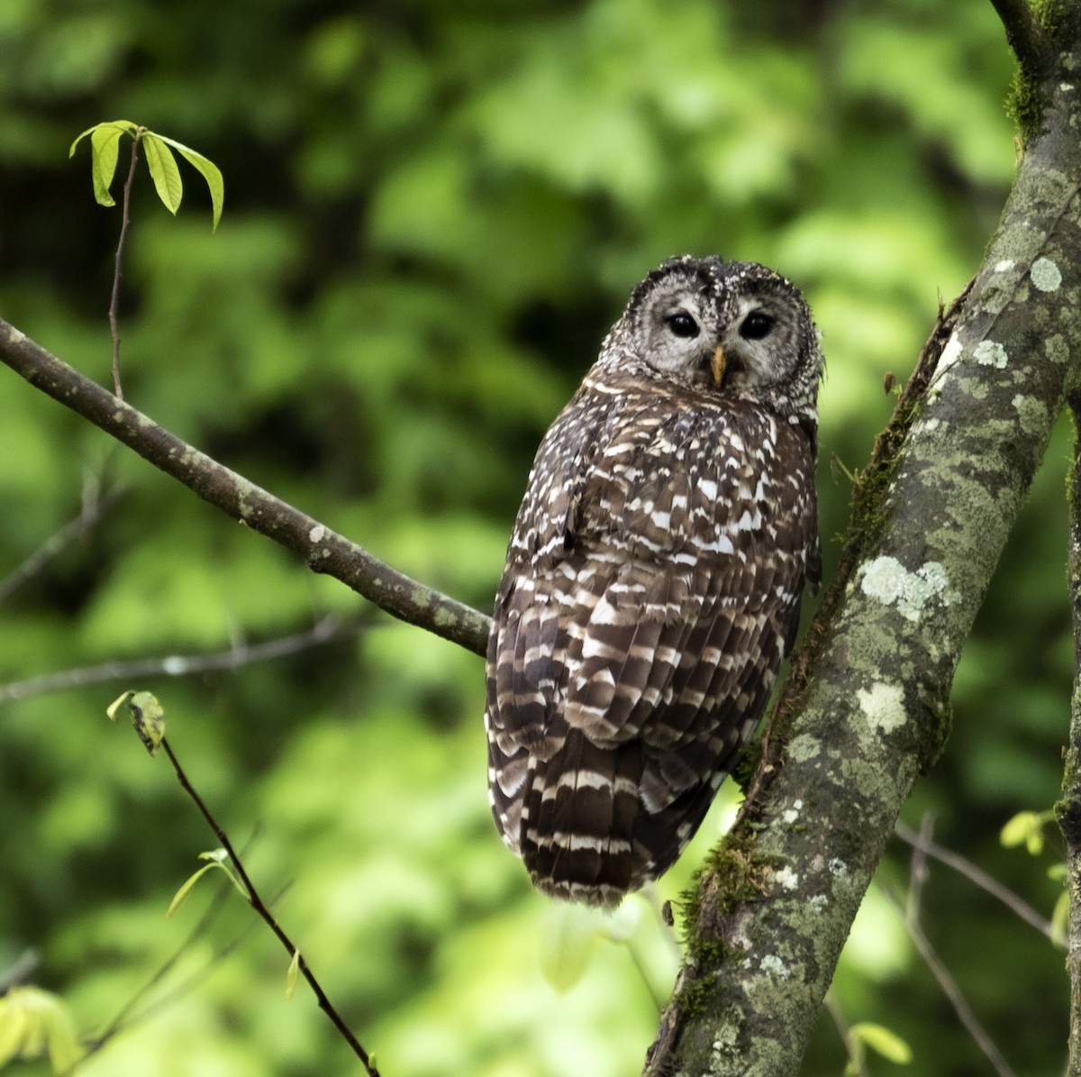 Barred Owl - ML331519781