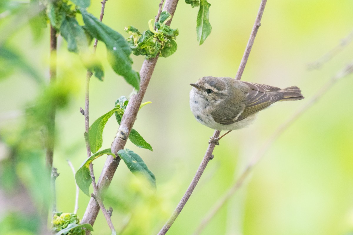 Hume's Warbler - ML331520091