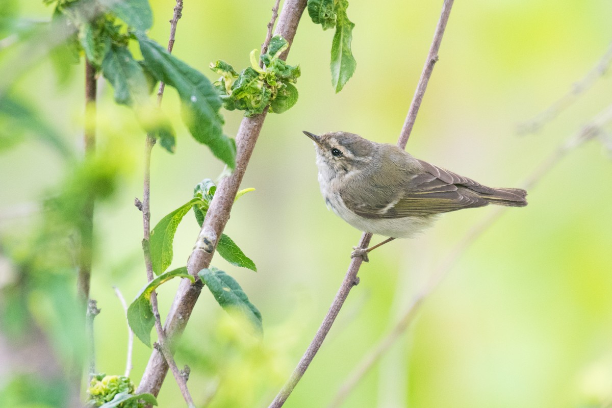 Hume's Warbler - ML331520101