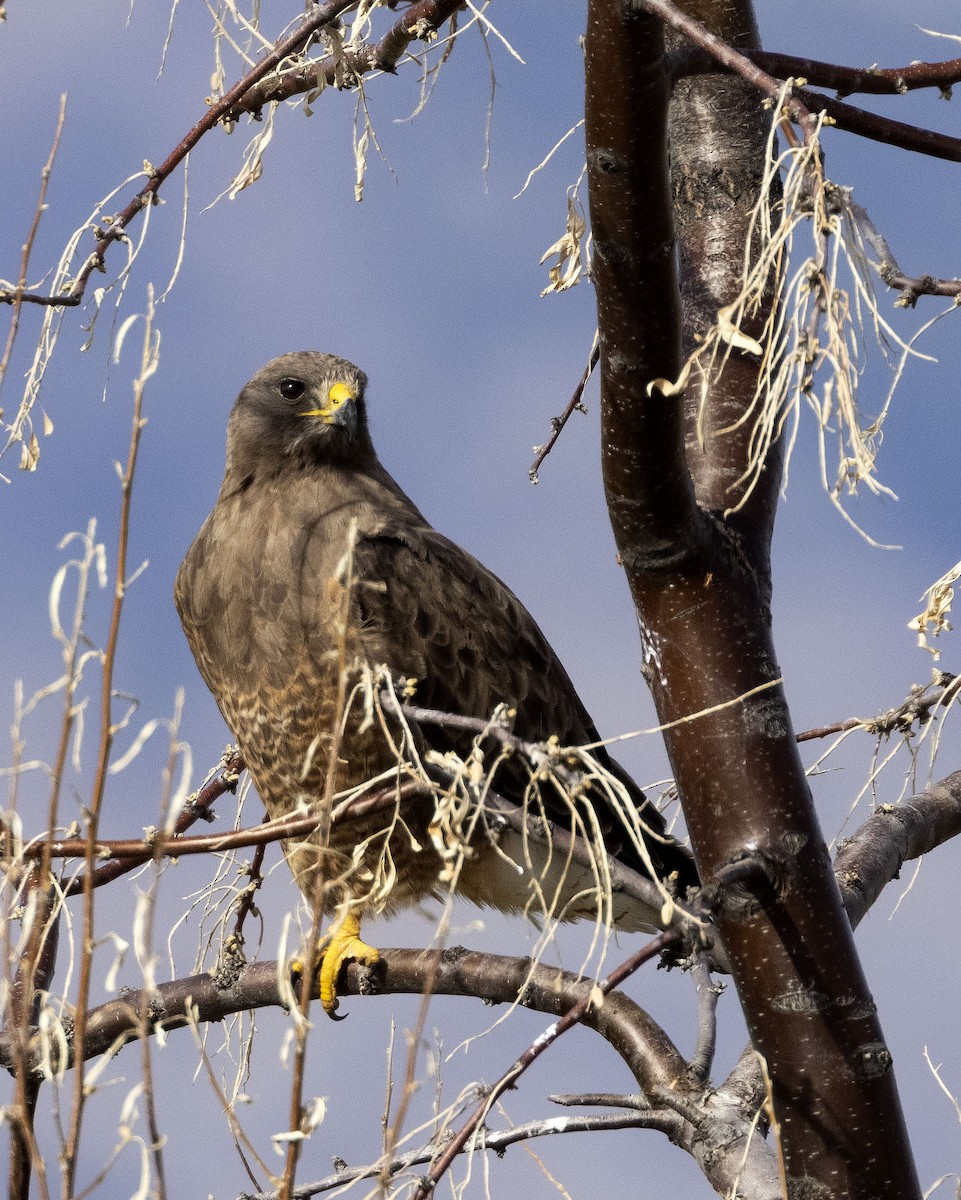 Red-tailed Hawk - ML331524751