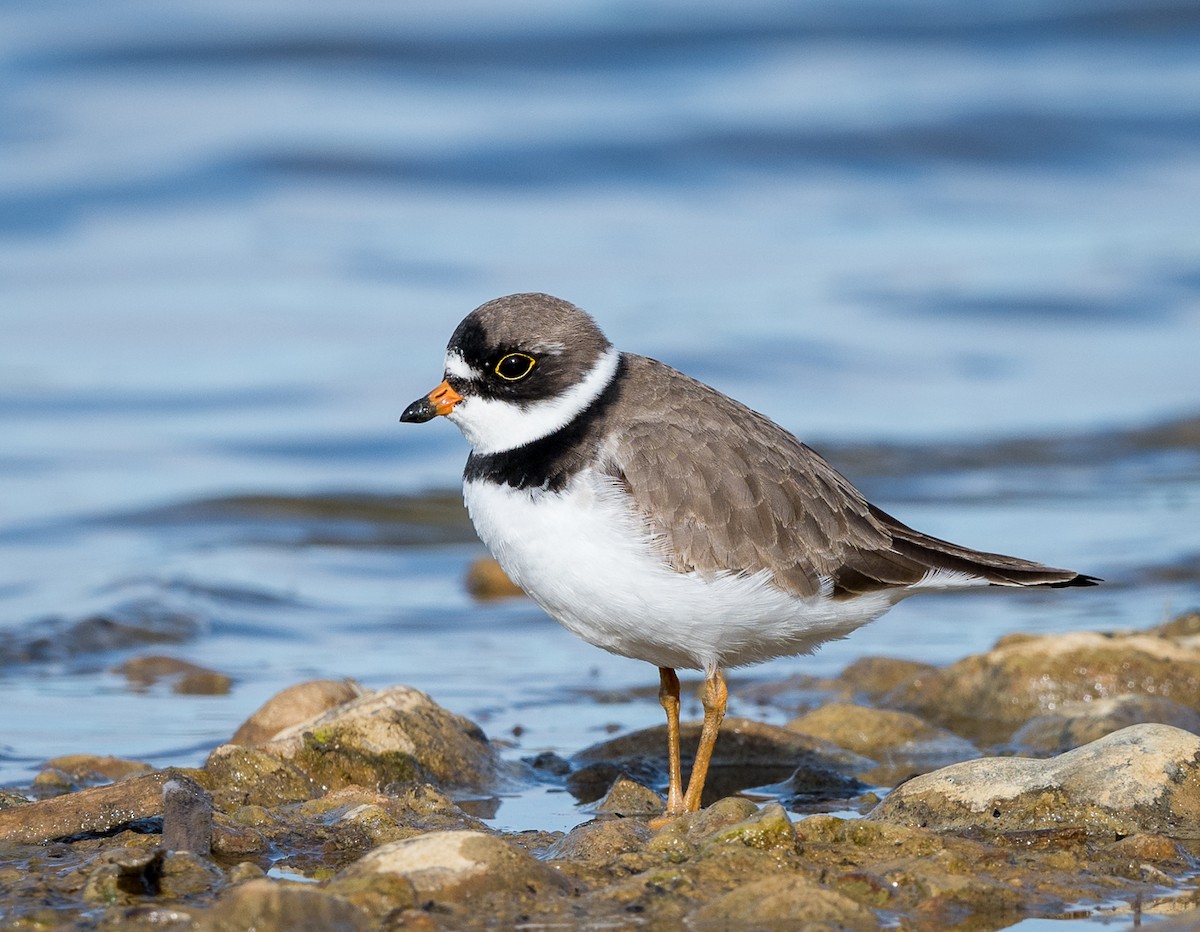 Semipalmated Plover - Kevin Rutherford