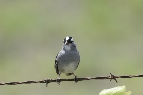 White-crowned Sparrow - laura endt