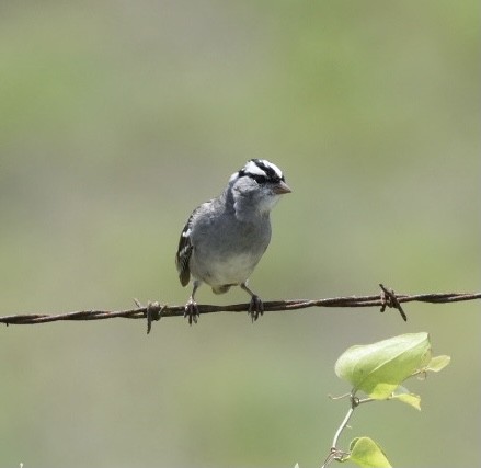 White-crowned Sparrow - ML331527291