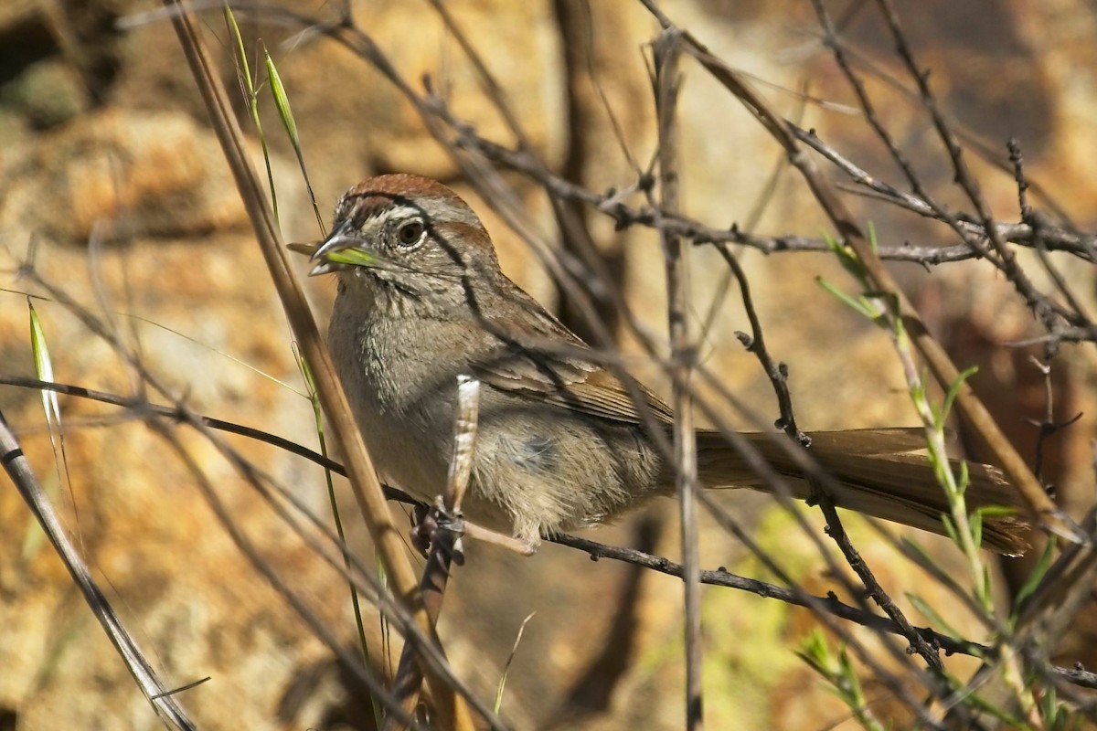 Rufous-crowned Sparrow - ML331527351