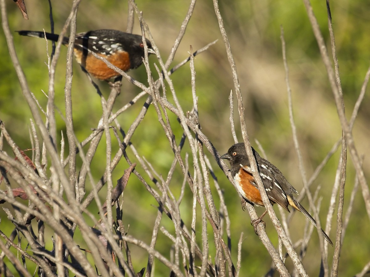 Spotted Towhee - ML331527531