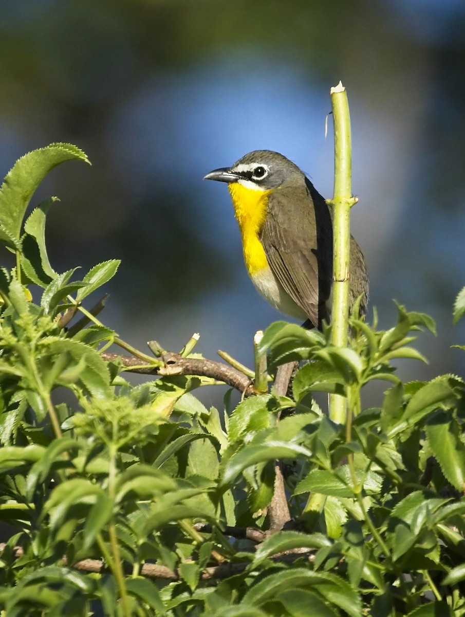 Yellow-breasted Chat - ML331527541