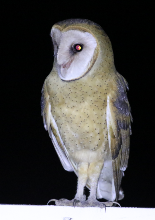 Barn Owl - C. Jackson