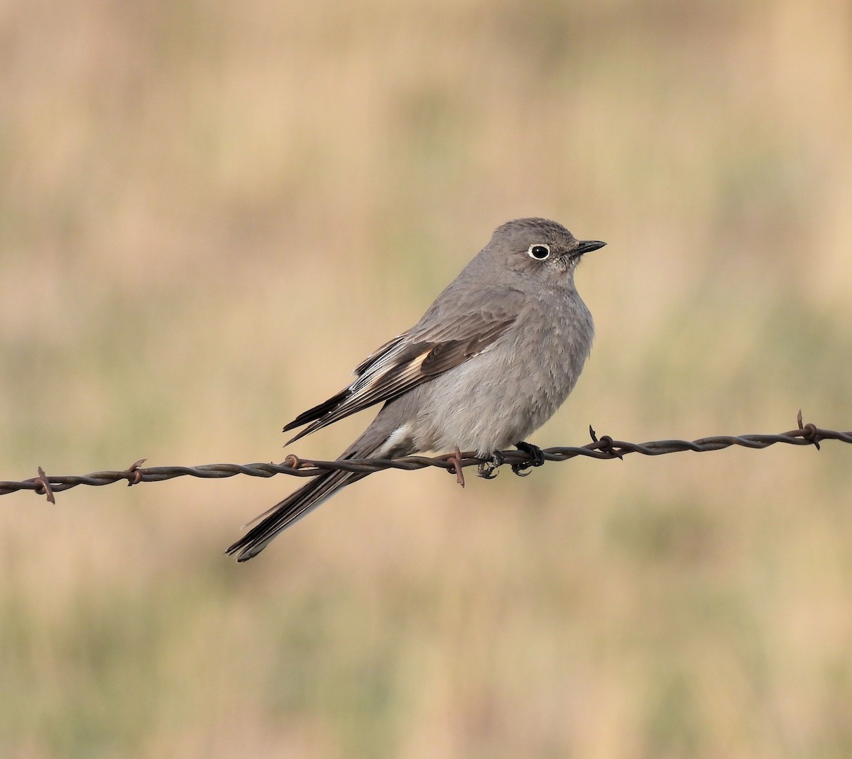 Townsend's Solitaire - ML331532541