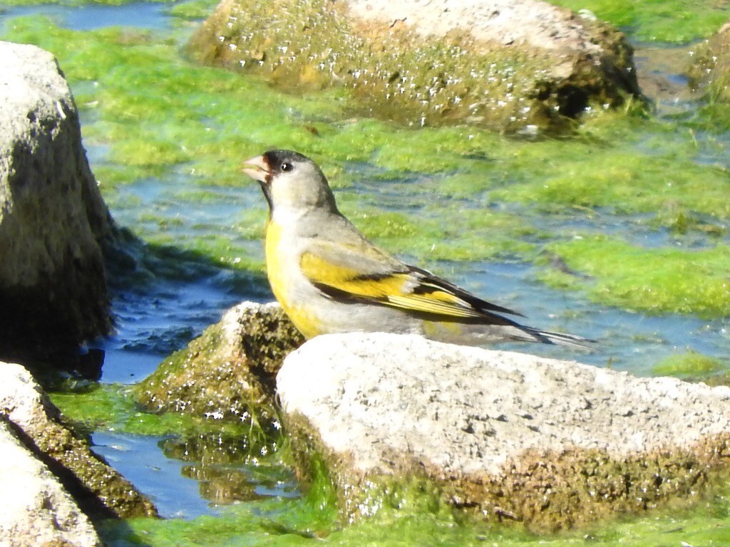 Lawrence's Goldfinch - ML331533201