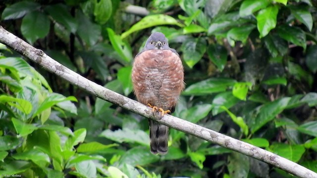 Double-toothed Kite - ML331534001