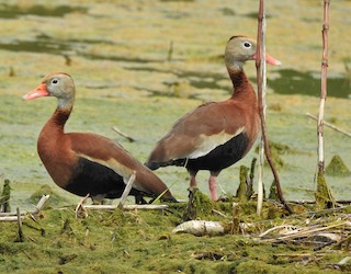 Black-bellied Whistling-Duck, ML331536231