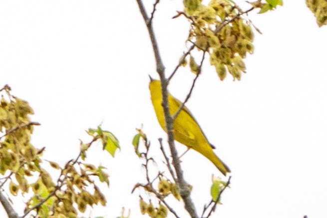Yellow Warbler - ML331540811